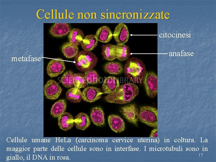 Cellule non sincronizzate citocinesi metafase anafase Cellule umane He. La (carcinoma cervice uterina) in