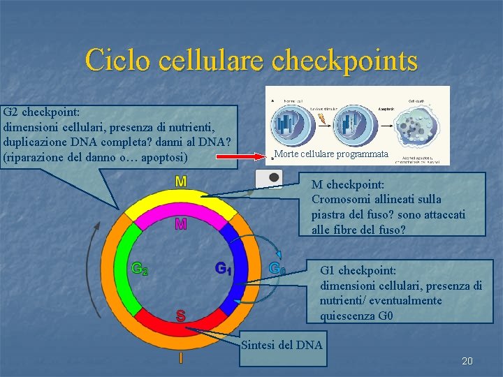 Ciclo cellulare checkpoints G 2 checkpoint: dimensioni cellulari, presenza di nutrienti, duplicazione DNA completa?