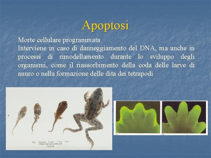 Apoptosi Morte cellulare programmata Interviene in caso di danneggiamento del DNA, ma anche in