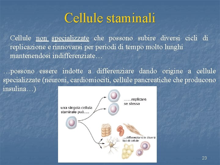Cellule staminali Cellule non specializzate che possono subire diversi cicli di replicazione e rinnovarsi