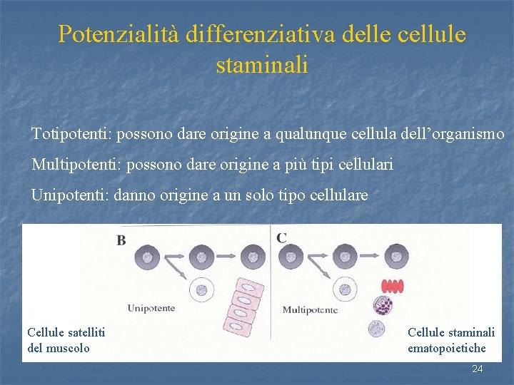 Potenzialità differenziativa delle cellule staminali Totipotenti: possono dare origine a qualunque cellula dell’organismo Multipotenti: