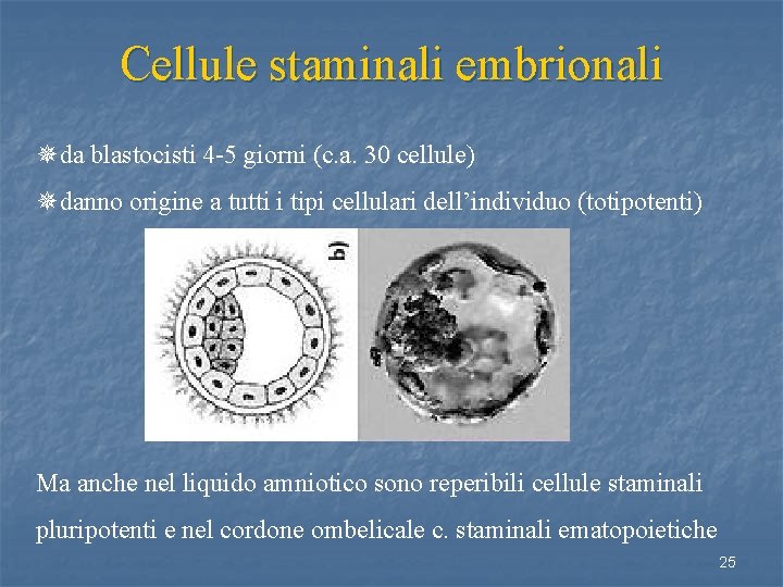 Cellule staminali embrionali ¯da blastocisti 4 -5 giorni (c. a. 30 cellule) ¯danno origine