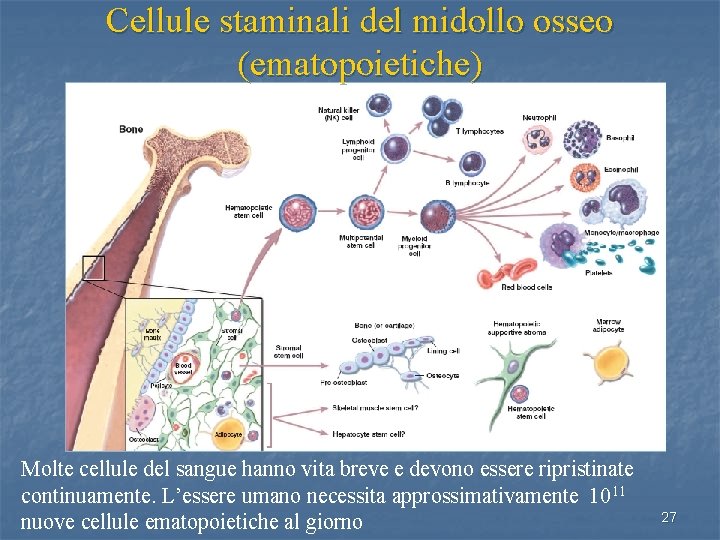 Cellule staminali del midollo osseo (ematopoietiche) Molte cellule del sangue hanno vita breve e