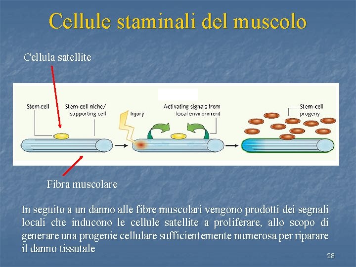 Cellule staminali del muscolo Cellula satellite Fibra muscolare In seguito a un danno alle