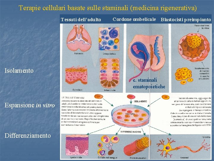 Terapie cellulari basate sulle staminali (medicina rigenerativa) Tessuti dell’adulto Cordone ombelicale Blastocisti preimpianto Isolamento