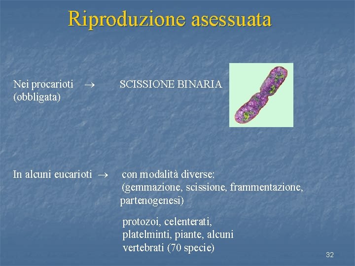 Riproduzione asessuata Nei procarioti (obbligata) SCISSIONE BINARIA In alcuni eucarioti con modalità diverse: (gemmazione,