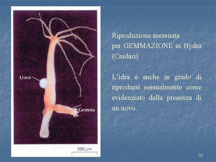 Riproduzione asessuata per GEMMAZIONE in Hydra (Cnidari) L’idra è anche in grado di riprodursi