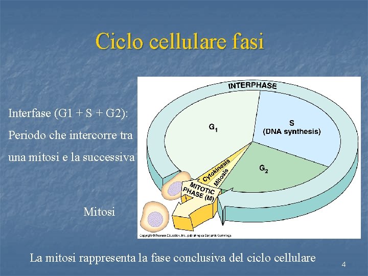 Ciclo cellulare fasi Interfase (G 1 + S + G 2): Periodo che intercorre