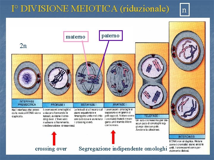 I° DIVISIONE MEIOTICA (riduzionale) materno n paterno 2 n condensazione cromosomi crossing over Segregazione