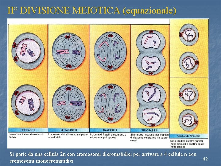 II° DIVISIONE MEIOTICA (equazionale) Si parte da una cellula 2 n con cromosomi dicromatidici