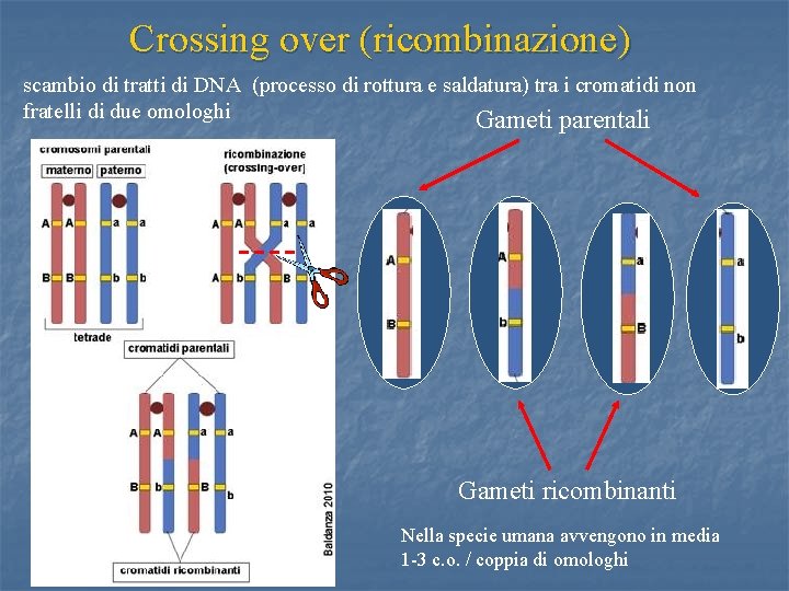 Crossing over (ricombinazione) scambio di tratti di DNA (processo di rottura e saldatura) tra