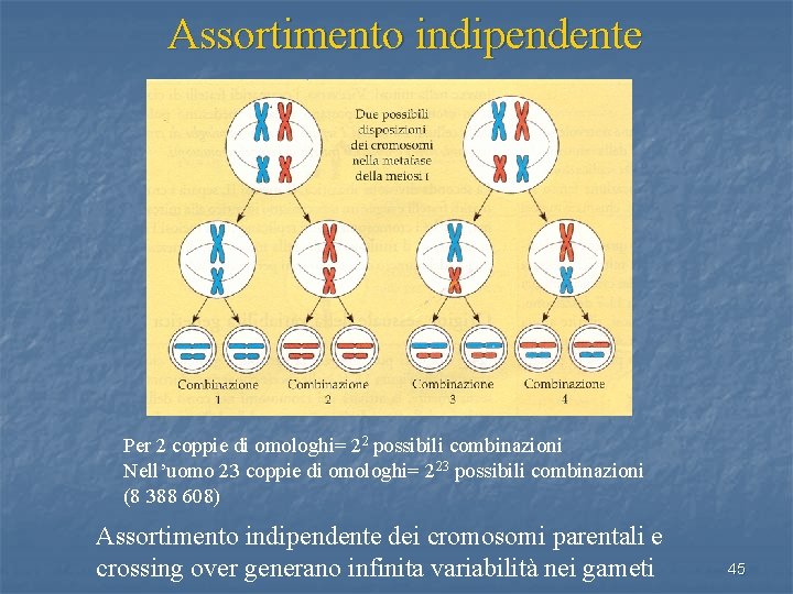 Assortimento indipendente Per 2 coppie di omologhi= 22 possibili combinazioni Nell’uomo 23 coppie di