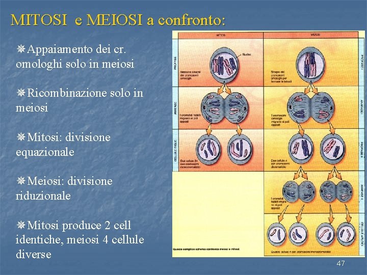 MITOSI e MEIOSI a confronto: ¯Appaiamento dei cr. omologhi solo in meiosi ¯Ricombinazione solo