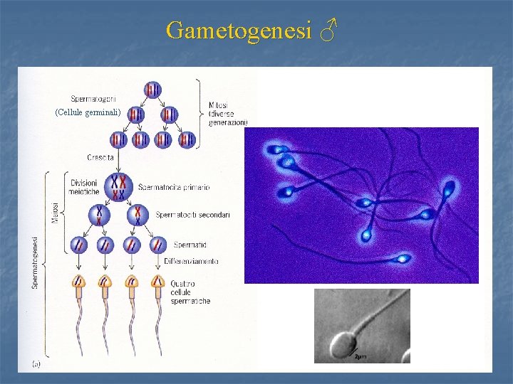 Gametogenesi ♂ (Cellule germinali) Normalmente degenerano 49 