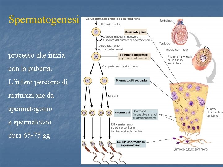 Spermatogenesi processo che inizia con la pubertà. L’intero percorso di maturazione da spermatogonio a