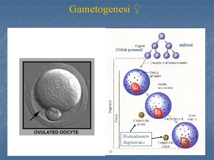Gametogenesi ♀ (Cellule germinali) mitosi (Cellule germinali) Normalmente degenerano 52 