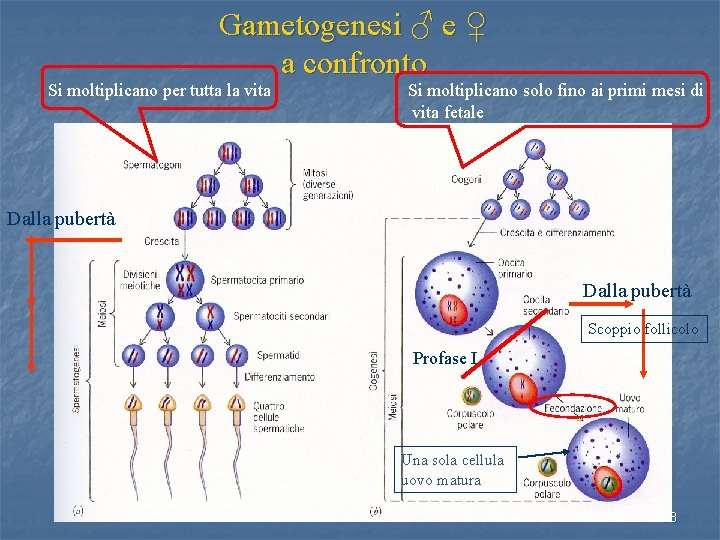 Gametogenesi ♂ e ♀ a confronto Si moltiplicano per tutta la vita Si moltiplicano