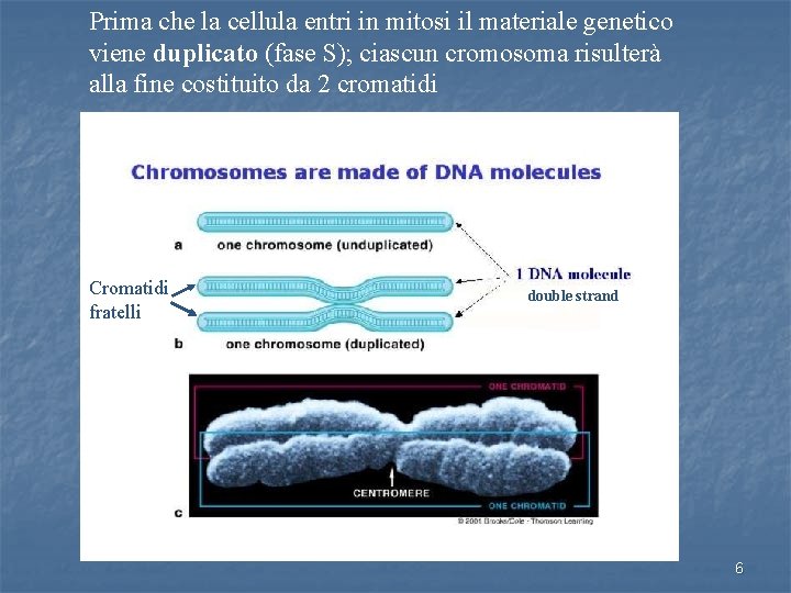 Prima che la cellula entri in mitosi il materiale genetico viene duplicato (fase S);