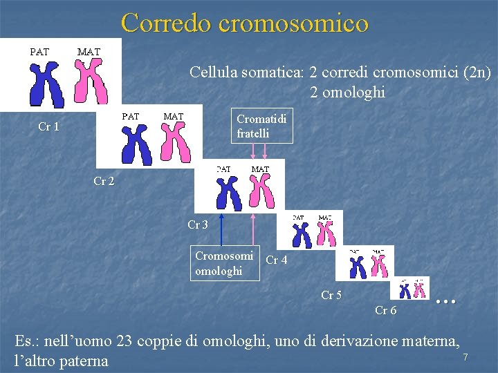 Corredo cromosomico Cellula somatica: 2 corredi cromosomici (2 n) 2 omologhi Cromatidi fratelli Cr