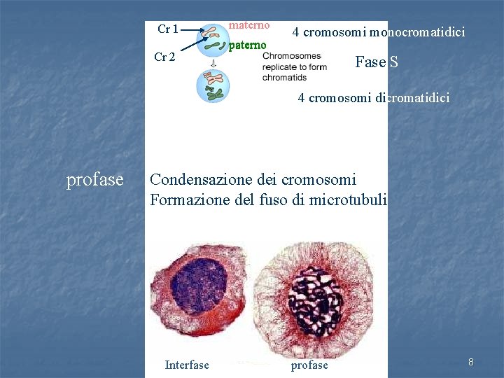 Cr 1 Cr 2 materno paterno 4 cromosomi monocromatidici Fase S 4 cromosomi dicromatidici