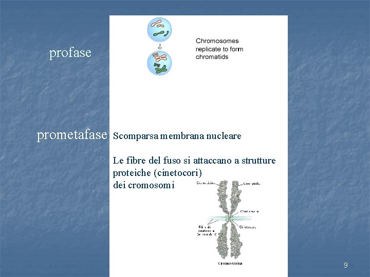 profase prometafase Scomparsa membrana nucleare Le fibre del fuso si attaccano a strutture proteiche