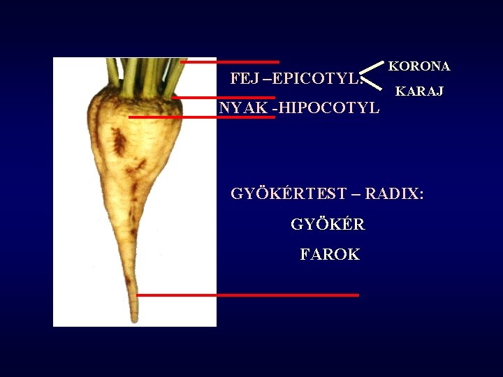 FEJ –EPICOTYL: NYAK -HIPOCOTYL KORONA KARAJ GYÖKÉRTEST – RADIX: GYÖKÉR FAROK 