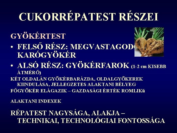 CUKORRÉPATEST RÉSZEI GYÖKÉRTEST • FELSŐ RÉSZ: MEGVASTAGODOTT KARÓGYÖKÉR • ALSÓ RÉSZ: GYÖKÉRFAROK (1 -2