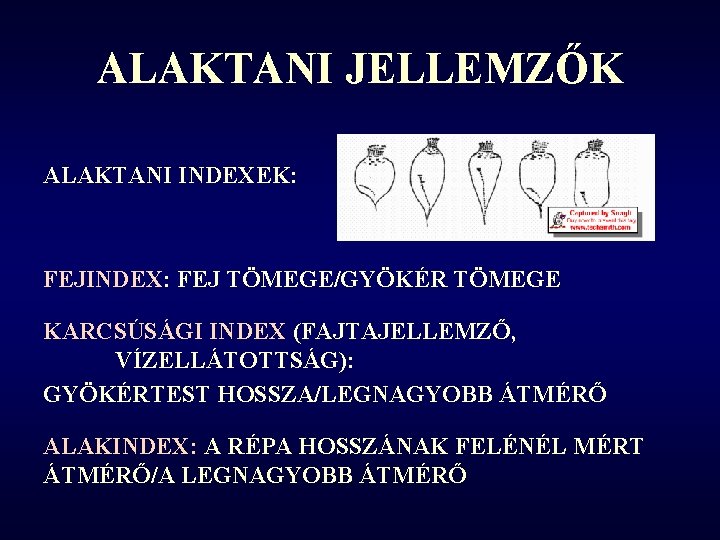 ALAKTANI JELLEMZŐK ALAKTANI INDEXEK: FEJINDEX: FEJ TÖMEGE/GYÖKÉR TÖMEGE KARCSÚSÁGI INDEX (FAJTAJELLEMZŐ, VÍZELLÁTOTTSÁG): GYÖKÉRTEST HOSSZA/LEGNAGYOBB