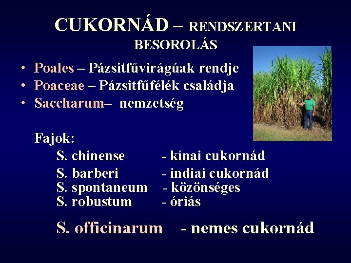 CUKORNÁD – RENDSZERTANI BESOROLÁS • Poales – Pázsitfűvirágúak rendje • Poaceae – Pázsitfűfélék családja