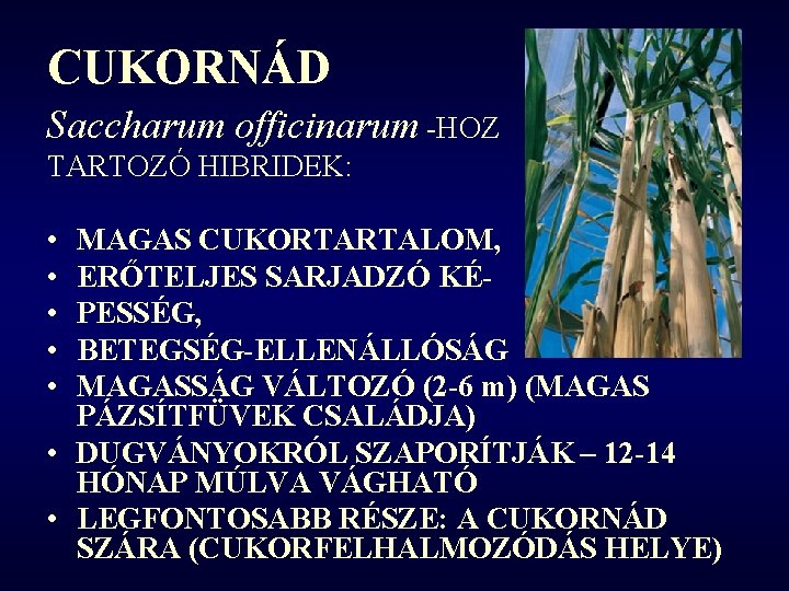 CUKORNÁD Saccharum officinarum -HOZ TARTOZÓ HIBRIDEK: • • • MAGAS CUKORTARTALOM, ERŐTELJES SARJADZÓ KÉPESSÉG,