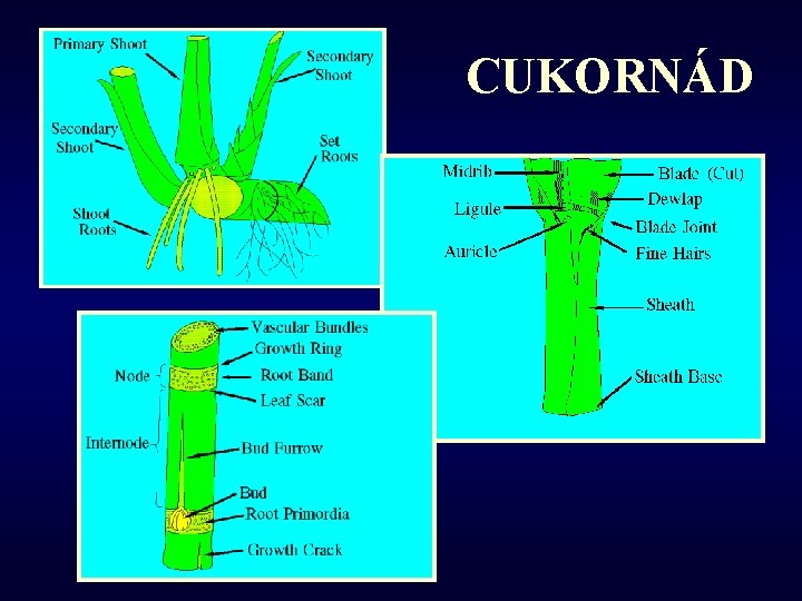 CUKORNÁD 