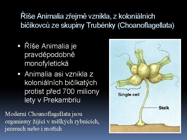 Říše Animalia zřejmě vznikla, z koloniálních bičíkovců ze skupiny Trubénky (Choanoflagellata) Říše Animalia je