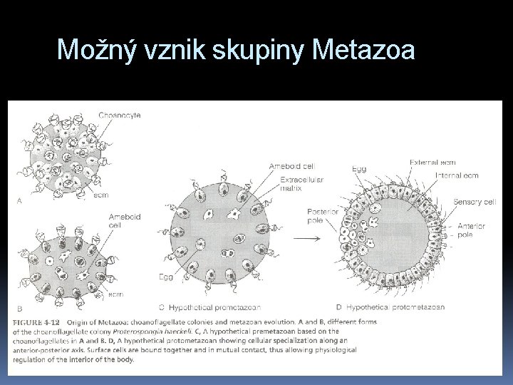 Možný vznik skupiny Metazoa 