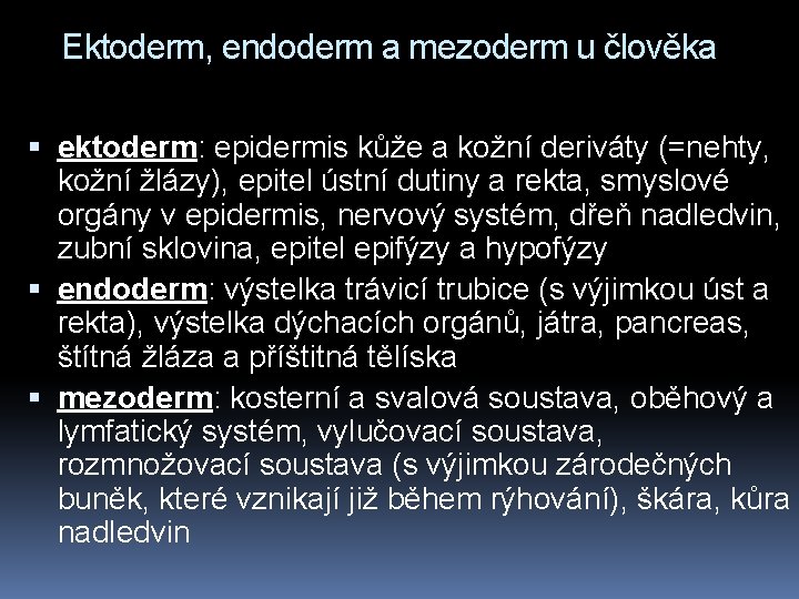 Ektoderm, endoderm a mezoderm u člověka ektoderm: epidermis kůže a kožní deriváty (=nehty, kožní
