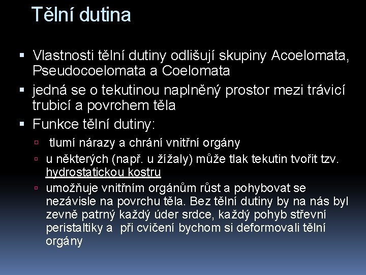 Tělní dutina Vlastnosti tělní dutiny odlišují skupiny Acoelomata, Pseudocoelomata a Coelomata jedná se o