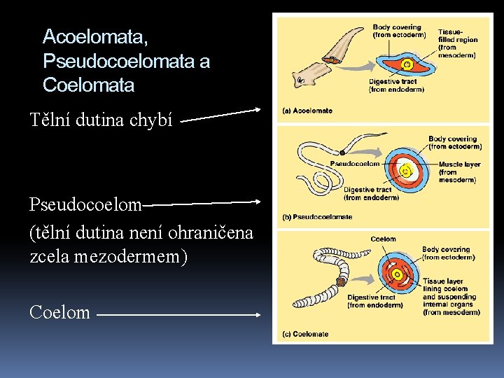 Acoelomata, Pseudocoelomata a Coelomata Tělní dutina chybí Pseudocoelom (tělní dutina není ohraničena zcela mezodermem)