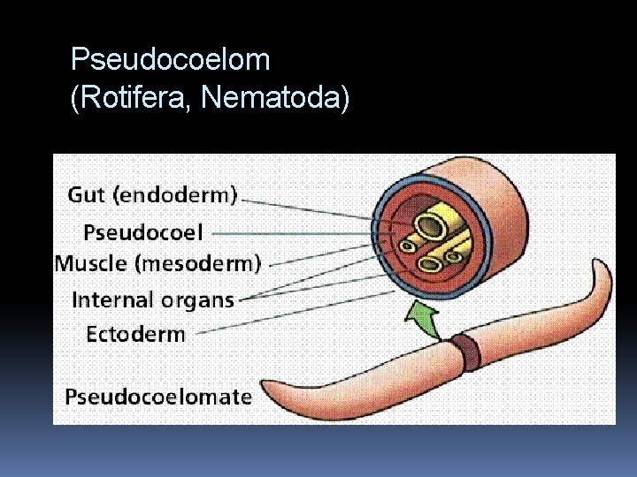 Pseudocoelom (Rotifera, Nematoda) 