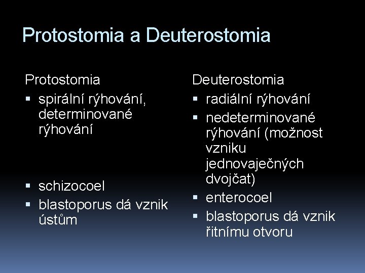 Protostomia a Deuterostomia Protostomia spirální rýhování, determinované rýhování schizocoel blastoporus dá vznik ústům Deuterostomia