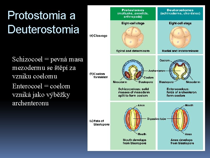 Protostomia a Deuterostomia Schizocoel = pevná masa mezodermu se štěpí za vzniku coelomu Enterocoel