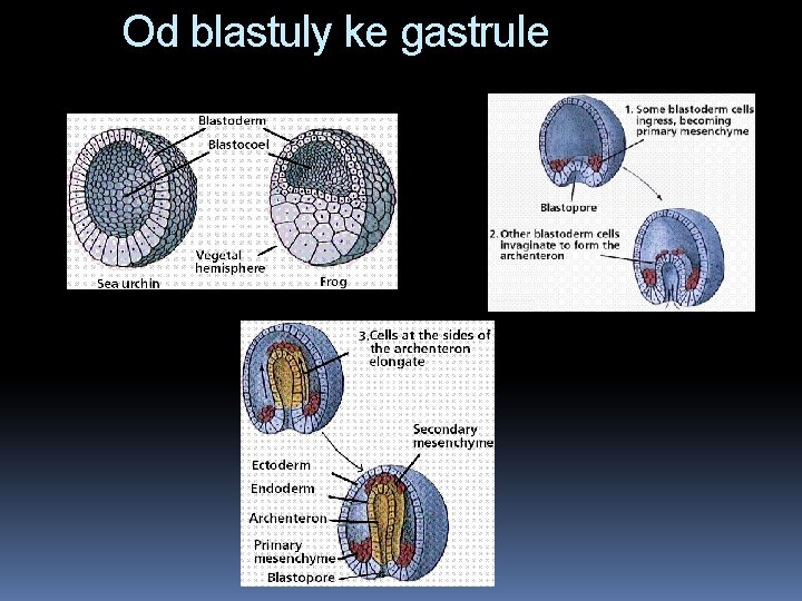 Od blastuly ke gastrule 