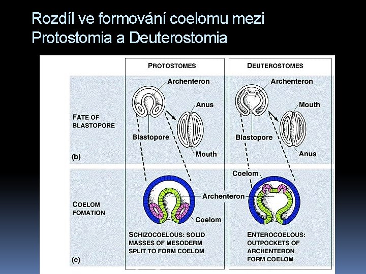 Rozdíl ve formování coelomu mezi Protostomia a Deuterostomia 