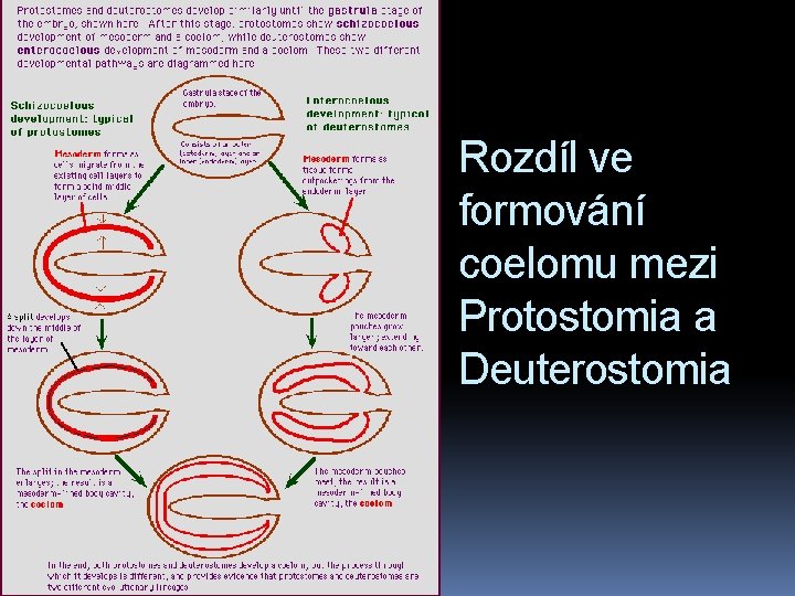 Rozdíl ve formování coelomu mezi Protostomia a Deuterostomia 