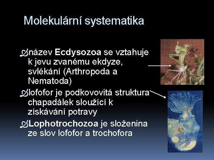 Molekulární systematika název Ecdysozoa se vztahuje k jevu zvanému ekdyze, svlékání (Arthropoda a Nematoda)