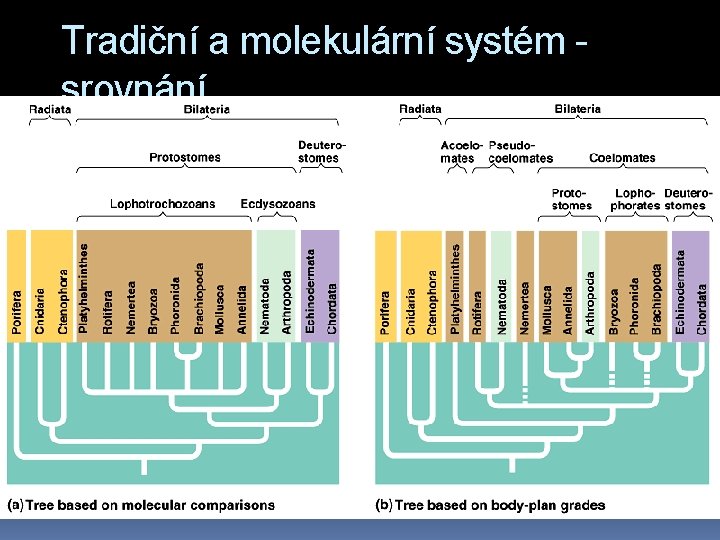 Tradiční a molekulární systém srovnání 