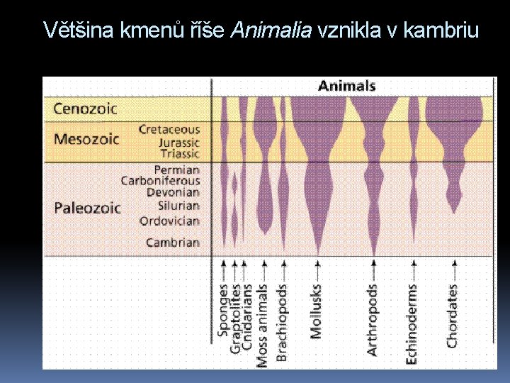 Většina kmenů říše Animalia vznikla v kambriu 