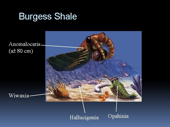 Burgess Shale Anomalocaris (až 80 cm) Wiwaxia Hallucigenia Opahinia 