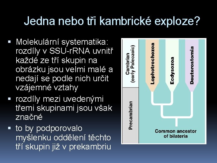 Jedna nebo tři kambrické exploze? Molekulární systematika: rozdíly v SSU-r. RNA uvnitř každé ze