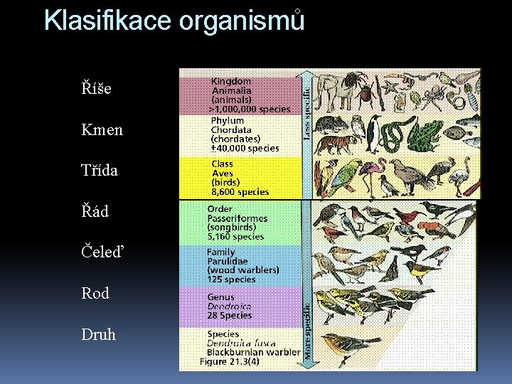Klasifikace organismů Říše Kmen Třída Řád Čeleď Rod Druh 