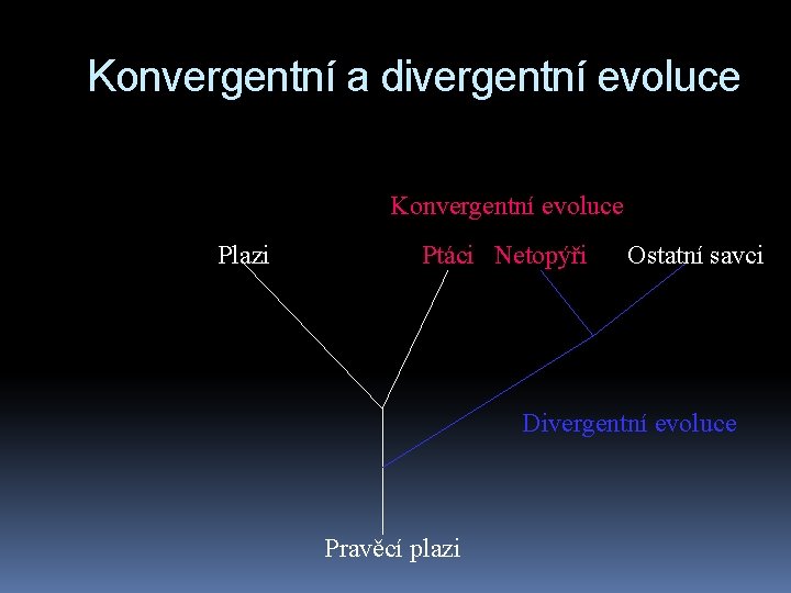 Konvergentní a divergentní evoluce Konvergentní evoluce Plazi Ptáci Netopýři Ostatní savci Divergentní evoluce Pravěcí