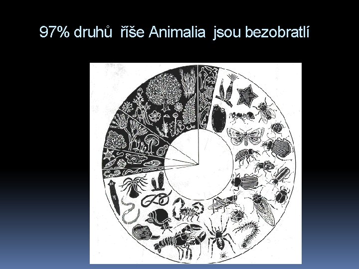 97% druhů říše Animalia jsou bezobratlí 